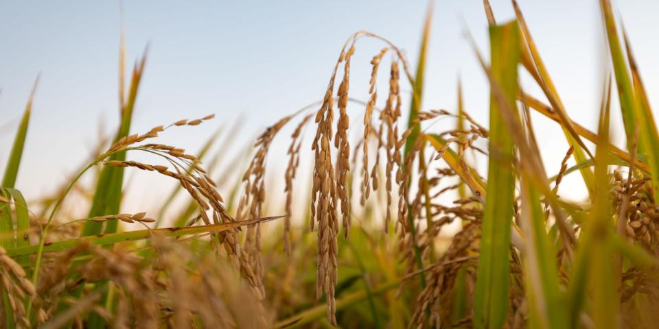 Grain field