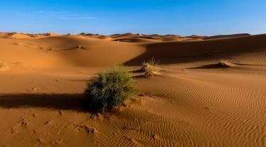One bush growing in the desert