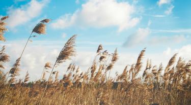 Reeds blowing in the wind