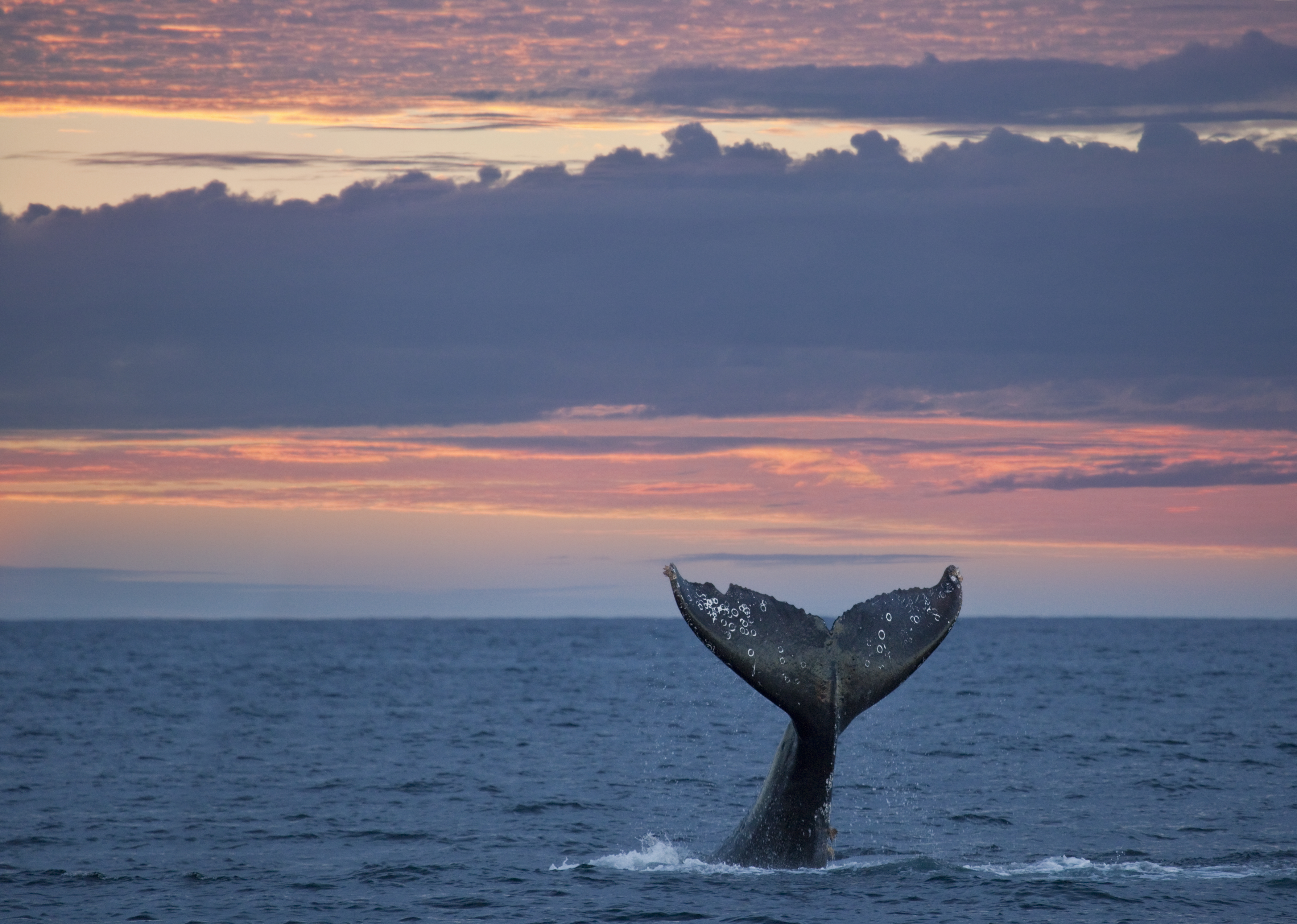image of a whale in the ocean