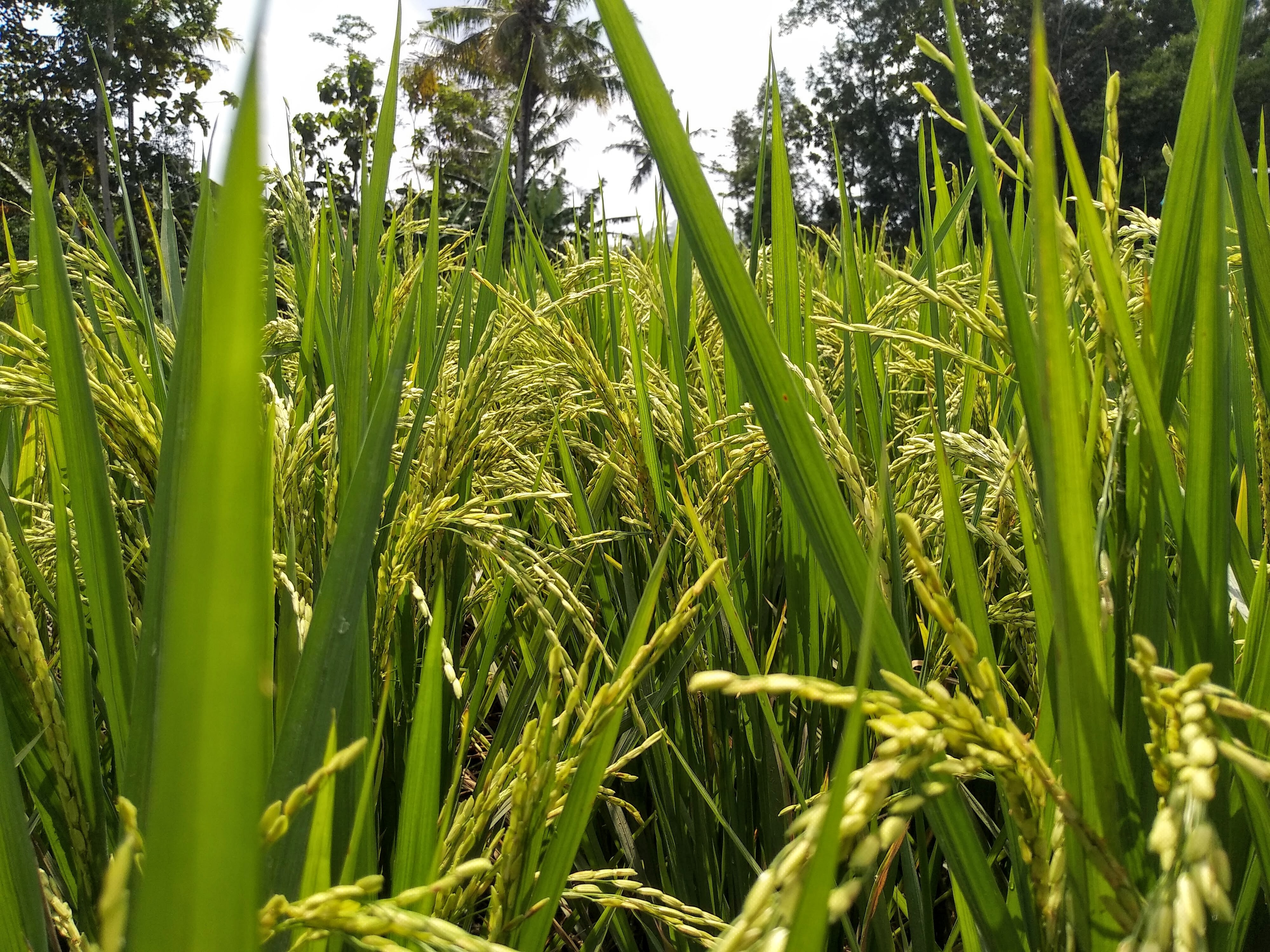 agriculture image