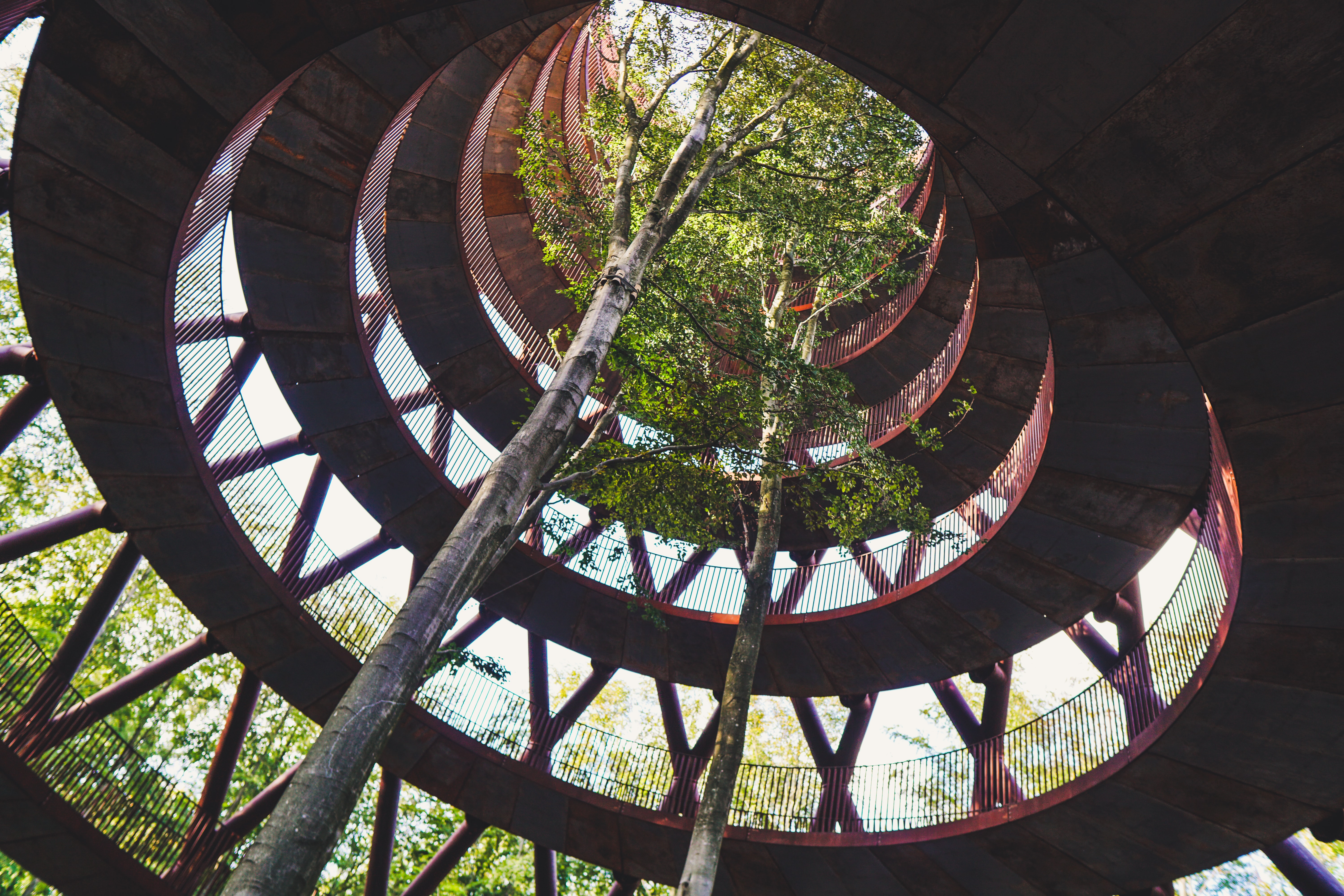 Trees inside building