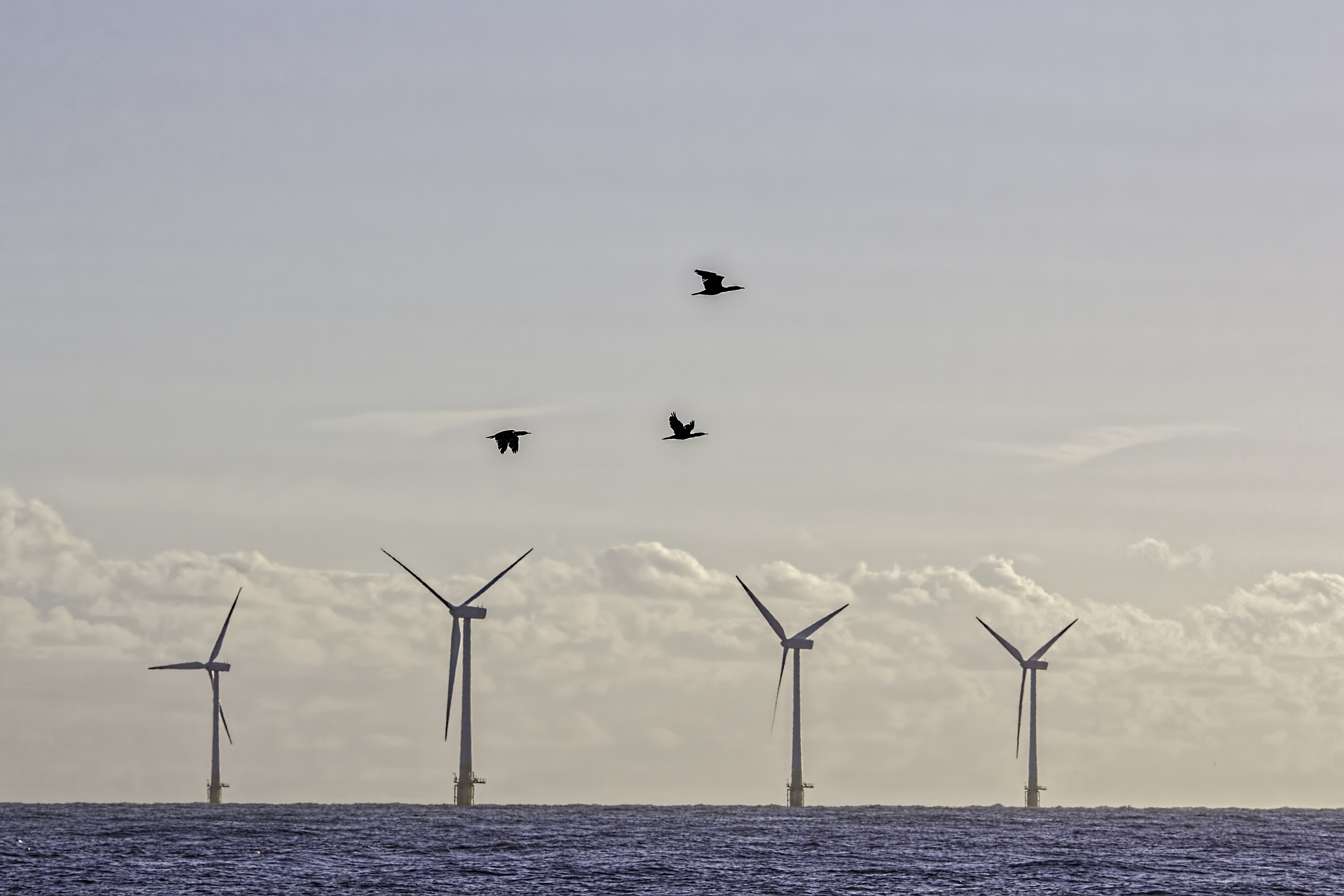 birds flying in front of offshore wind turbines