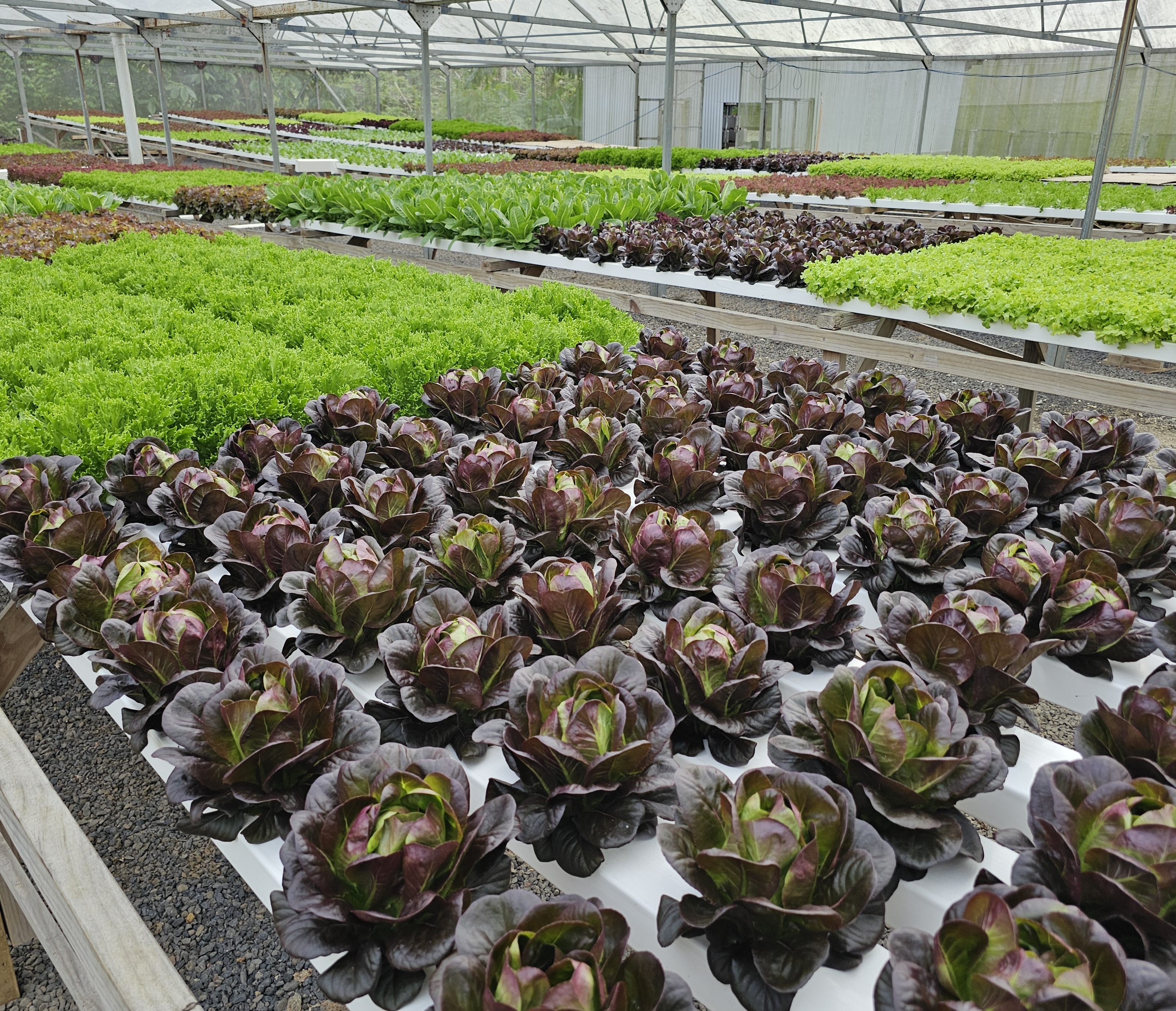 Sunshine Pacific, solar powered agriculture & hydroponics site, Samoa, 2025