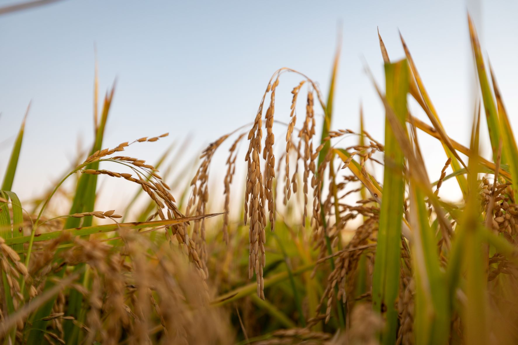 Grain field