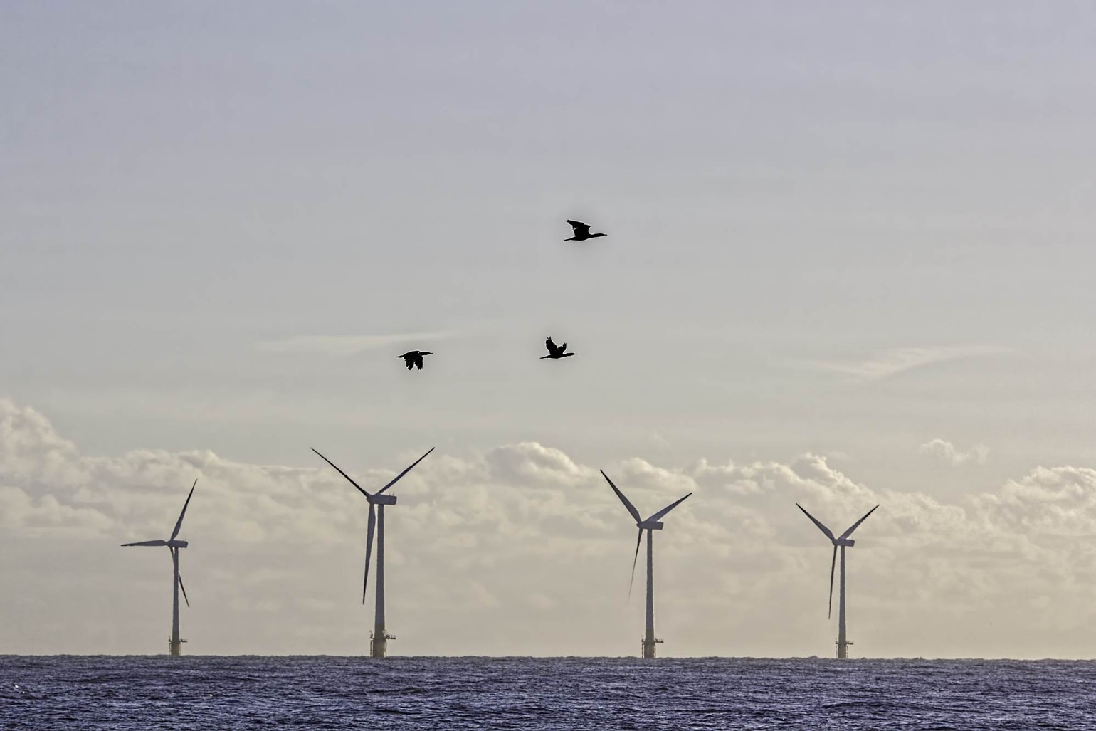 Birds and offshore and turbines