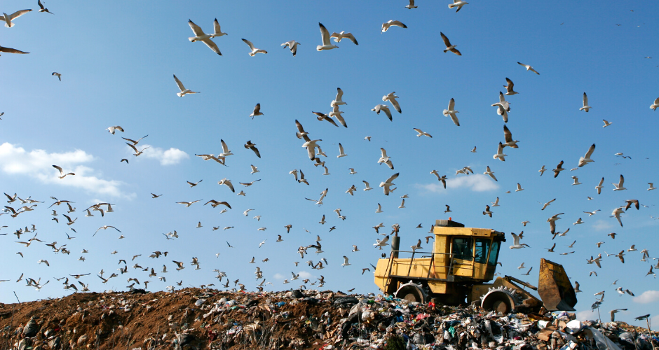 Waste tip and birds flying