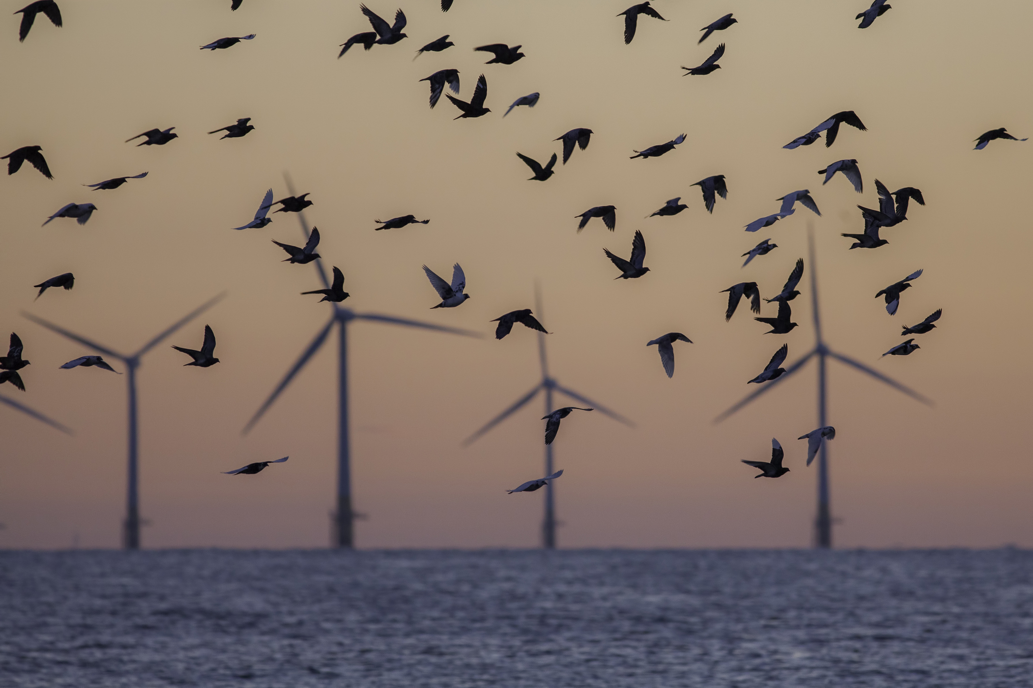 sea birds