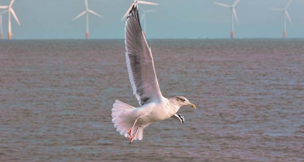 seagull 
