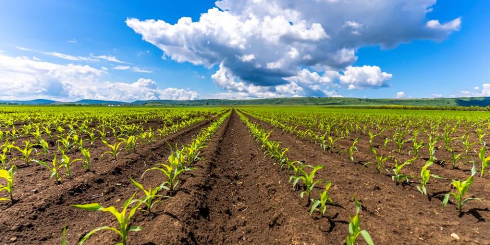 Maize crops in field
