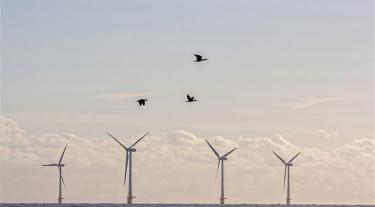 Birds flying in-between offshore wind installations