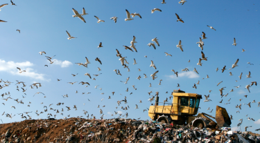 Waste tip and birds flying