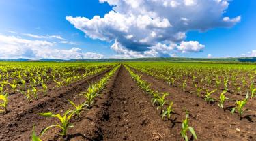 Maize crops in field