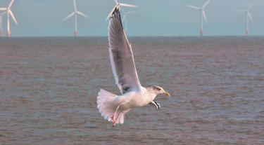 seagull