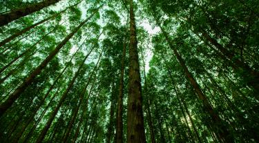 Tall trees